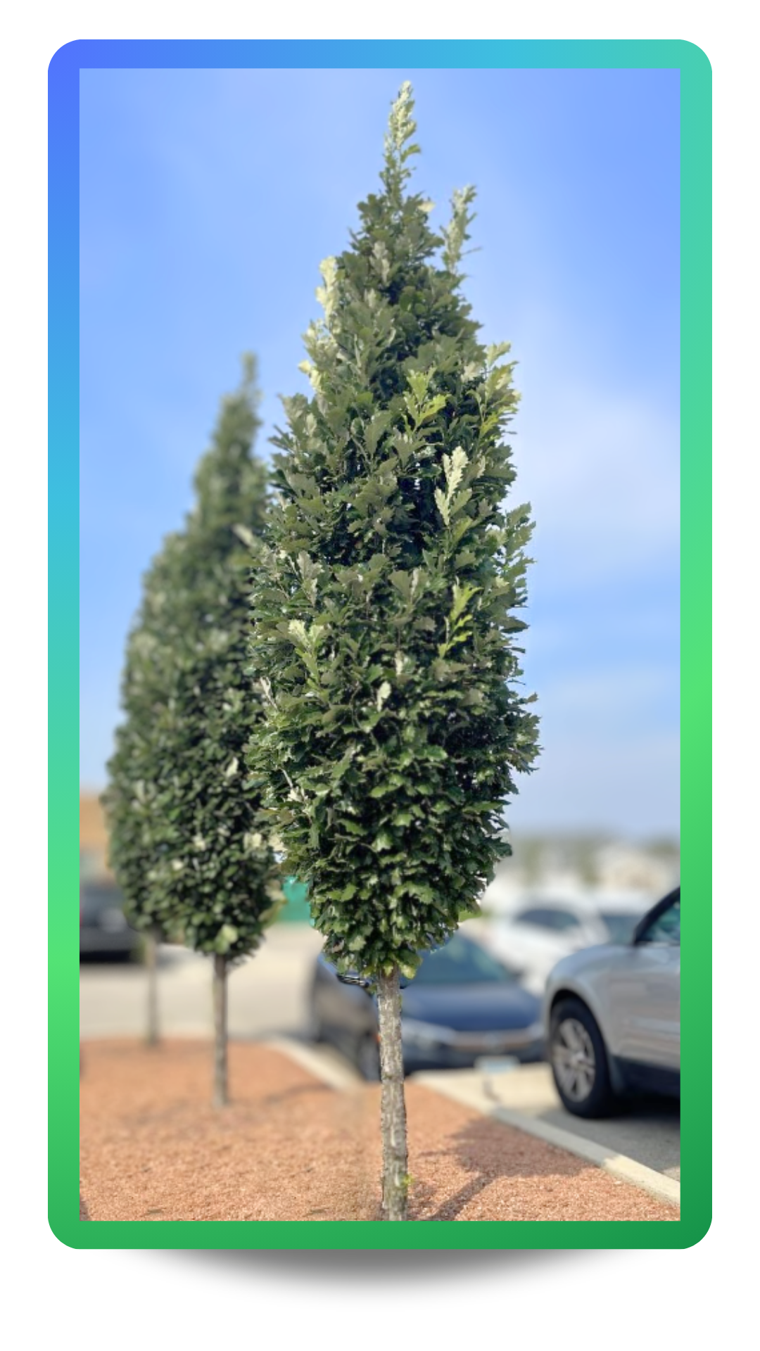 Kindred Spirit® Oak planted in a Parking Lot Island